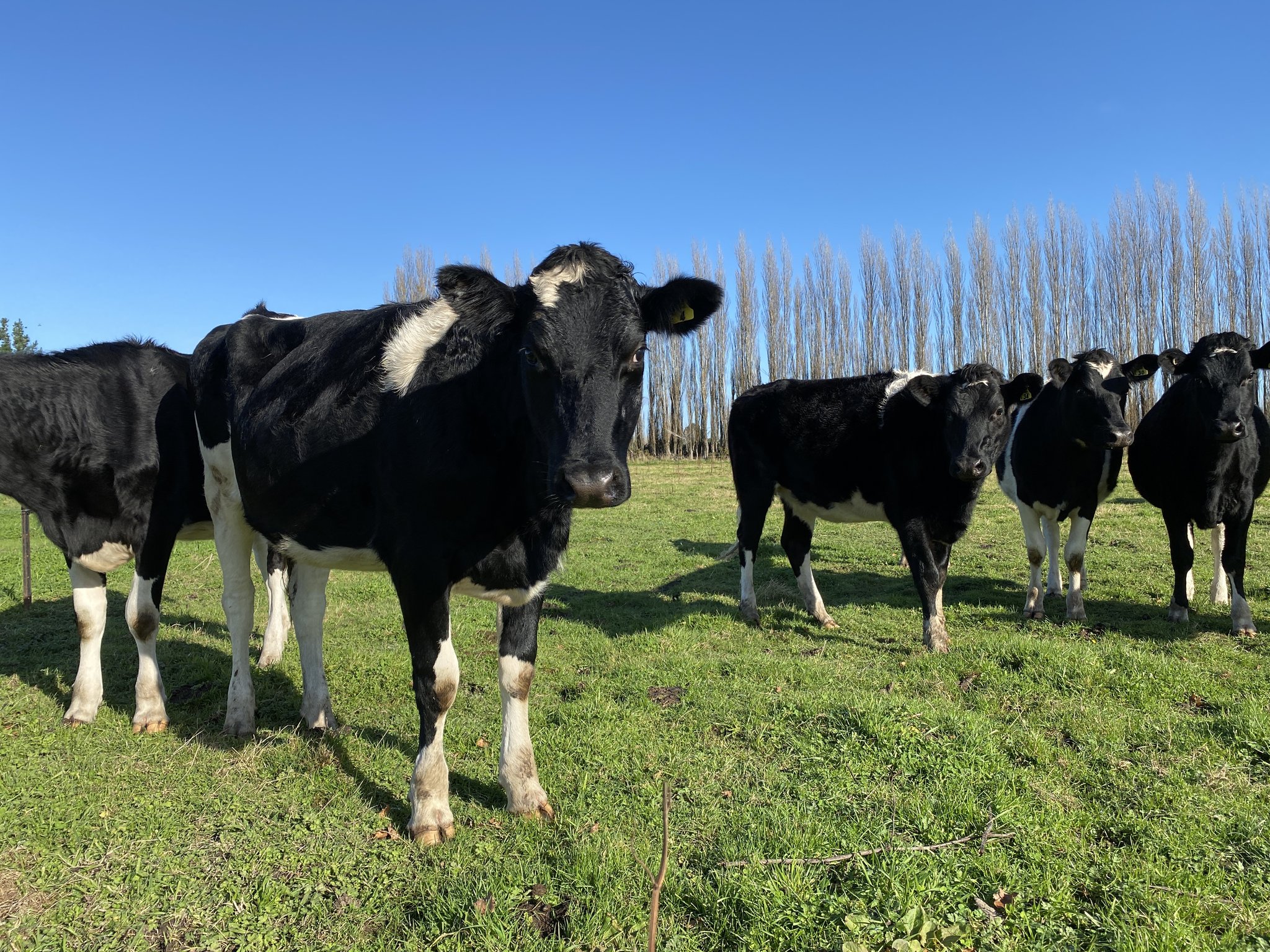 grassfed prime cattle christchurch