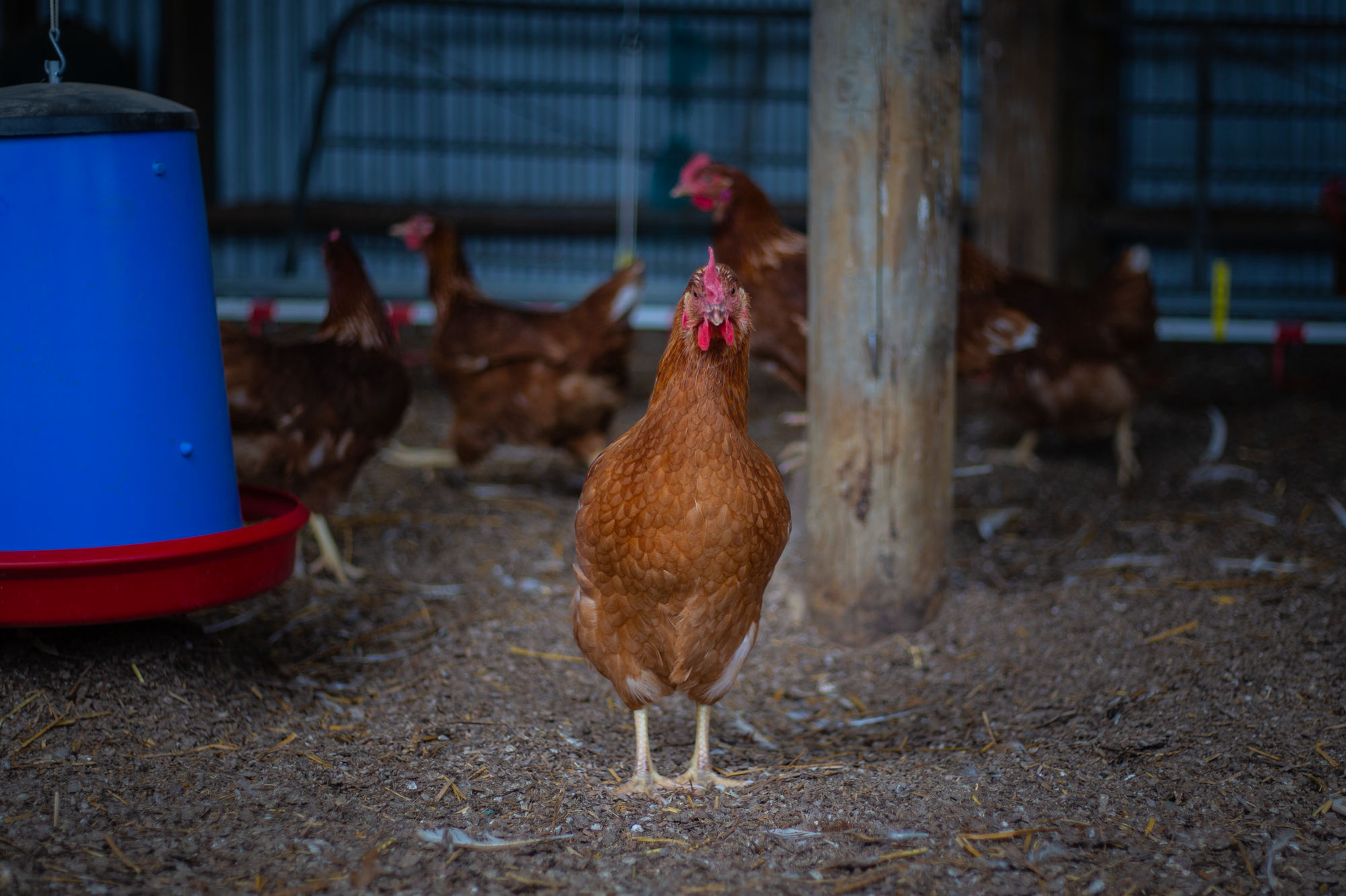 laying pullet hen christchurch